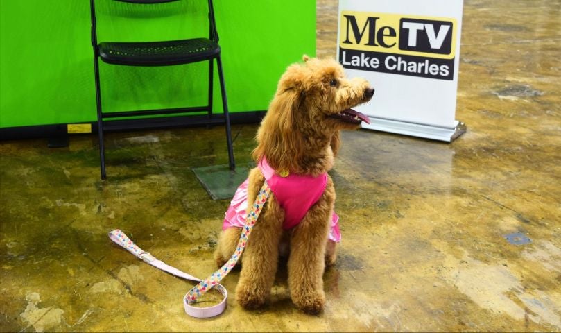 More Info for Pet Expo