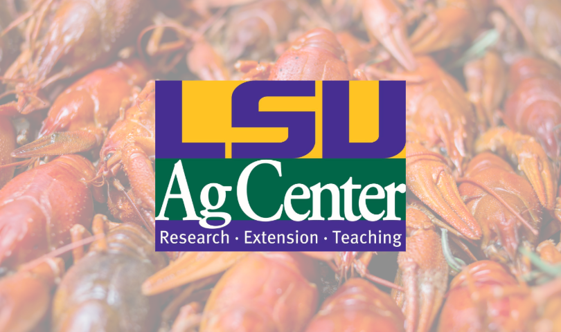 More Info for LSU Agriculture: Leadership Crawfish Boil