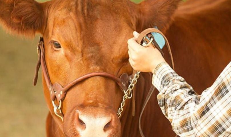 MSU Classic Livestock Show